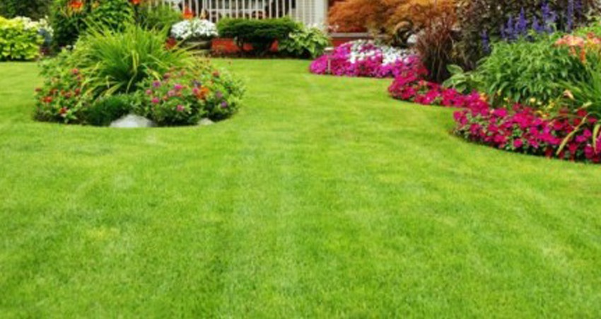Lawn Trimming Services