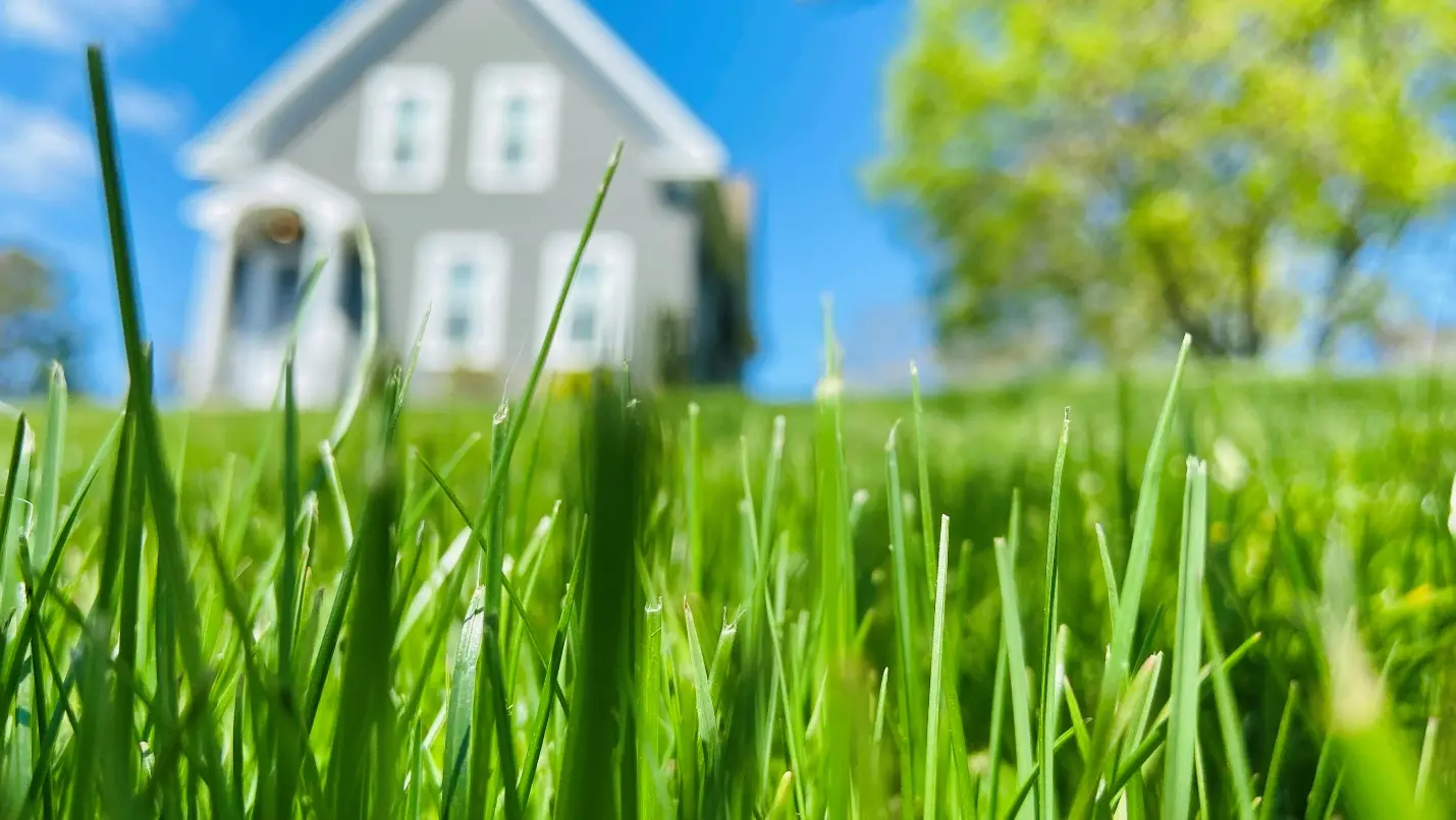 Lawn Cutting near Me