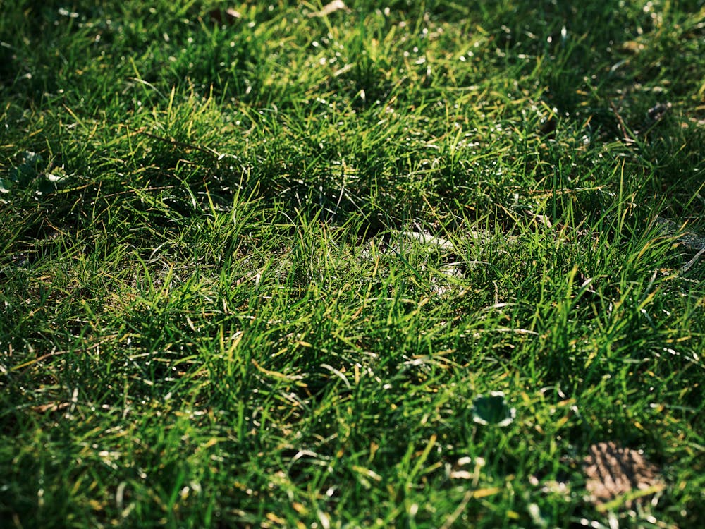 Lawn Care Byron Center MI