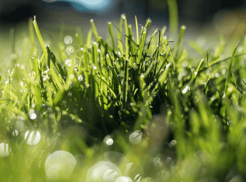Lawn Care Company in Grand Rapids