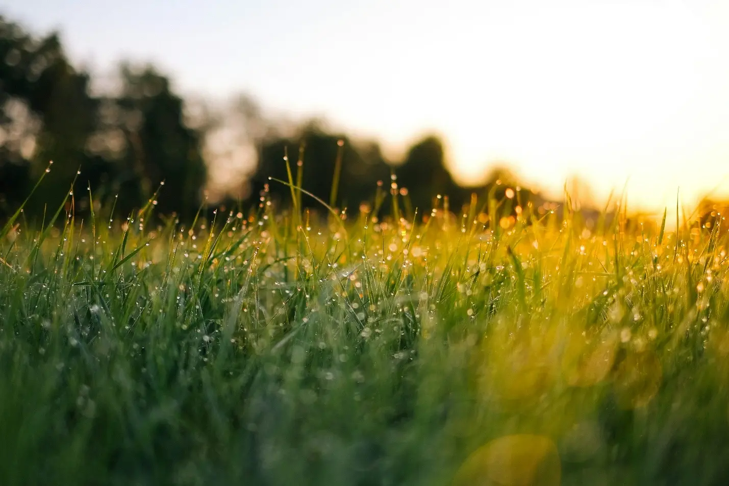 Lawn Care Hudsonville MI