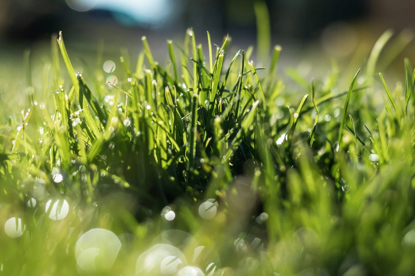 Lawn Care Jenison MI